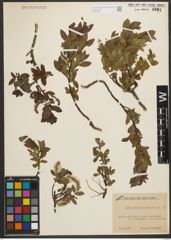 Foto von Salix waldsteiniana Willd.